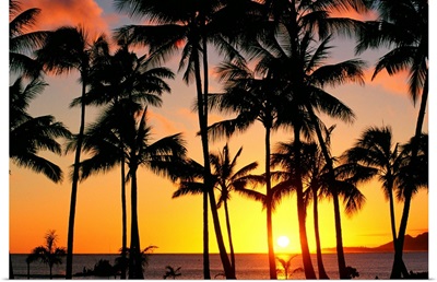 Hawaii, Oahu, Maunaloa Bay, View Of Tall Palm Trees With Golden Sunset Over Ocean