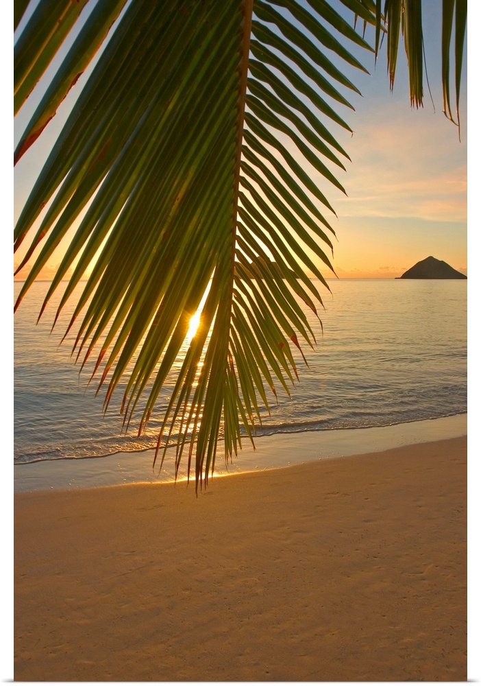 Vertical photograph of a palm frond hanging low on a beach and partially obscuring the view of the sea and sunset in Oahu,...