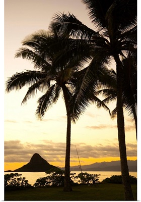 Hawaii, Oahu, Silhouette Of Palm Tree And Chinaman's Hat
