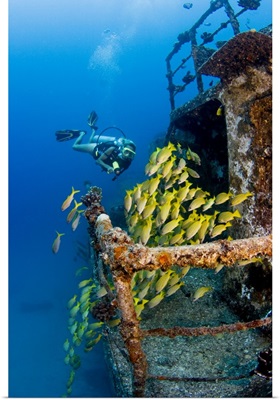 Hawaii, Oahu, Waikiki, Diver Exploring Ship Wreck With Blue Striped Snapper Fish