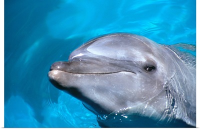 Hawaii, Pacific Bottlenose Dolphin