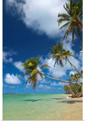Hawaii, Palm Trees Lean Over Beach