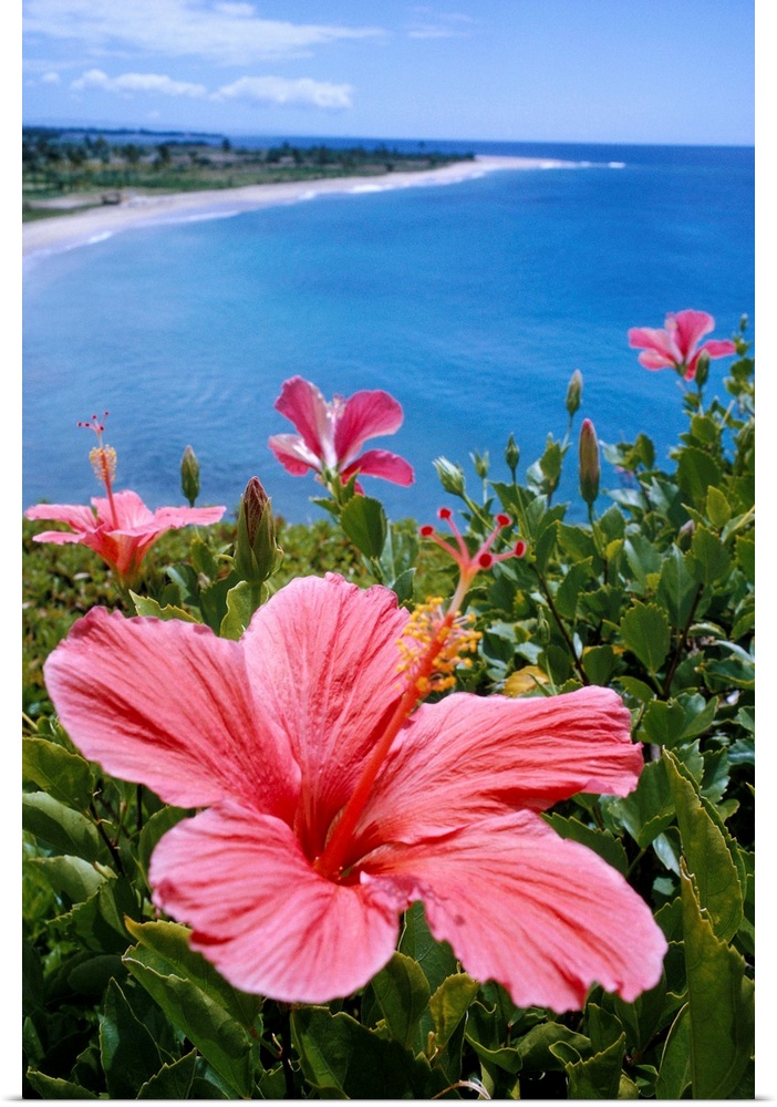 Hawaii, Pink Hibiscus Overlooking Beach