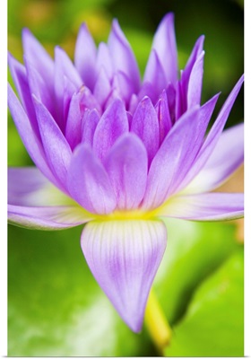 Hawaii, Purple Lotus Blossum