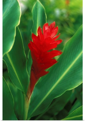 Hawaii, Red Torch Ginger