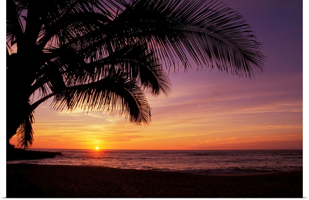 Hawaii, Silhouette Of Palm Tree Near Ocean, Colorful Sunset