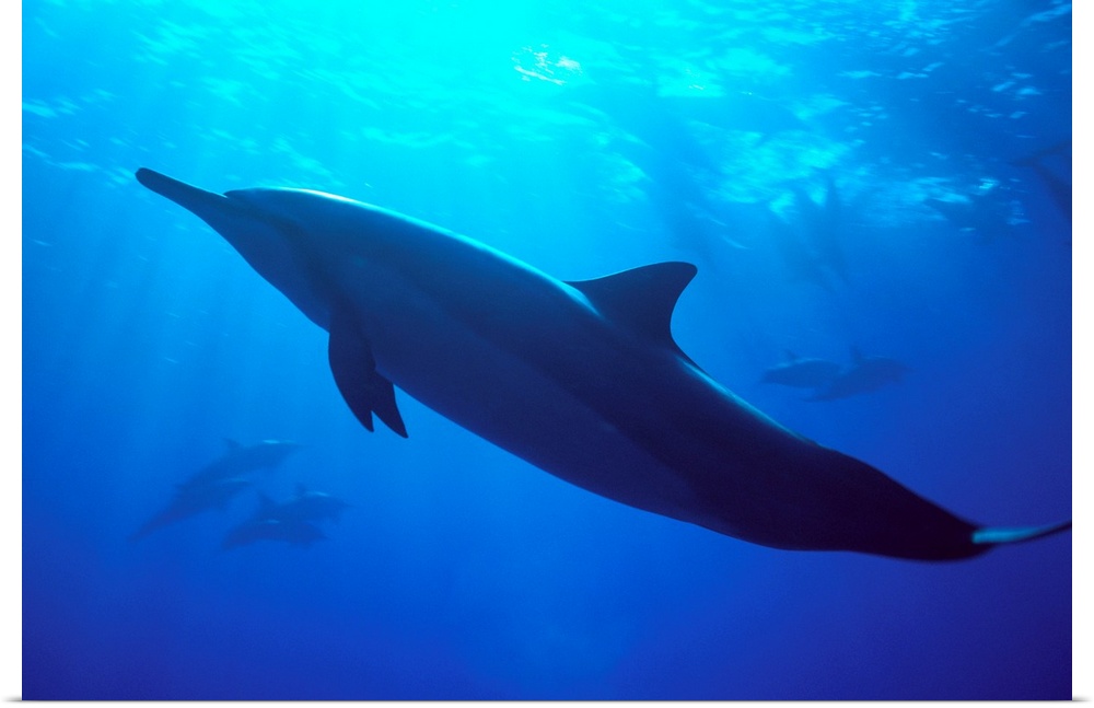 Hawaii, Spinner Dolphin Near Surface