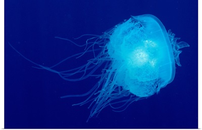 Hawaii, Translucent Jellyfish Floats In Deep Blue Water