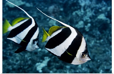 Hawaii, Two Pennant Bannerfish (Heniochus Chrysostomus) Gliding Through Water Together