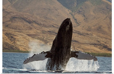 Hawaii, West Maui, A Humpback Whale breaching