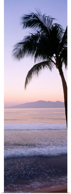 Hawaii, West Maui Beach At Twilight, Palm Tree Along Shoreline