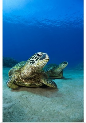 Hawaii, West Maui, Pair of Green Sea Turtles (Chelonia Mydas) on the ocean floor