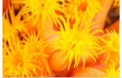 Hawaii, Yellow Soft Coral, Cup Coral, Close-Up Detail