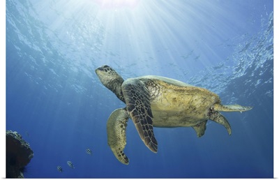 Hawaiian Green Sea Turtle Swimming Close To The Surface With Sunburst, Maui, Hawaii