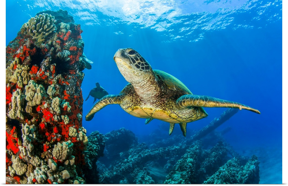 Hawaiian Green sea turtle (Chelonia mydas) swimming in clear, blue water; Lahaina, Maui, Hawaii, United States of America.