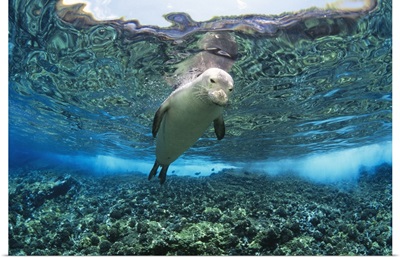 Hawaiian monk seal over reef, near surface with reflections
