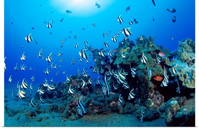 Hawaiian Reef Scene With Pennant Fish (Heniochus Diphreutes)