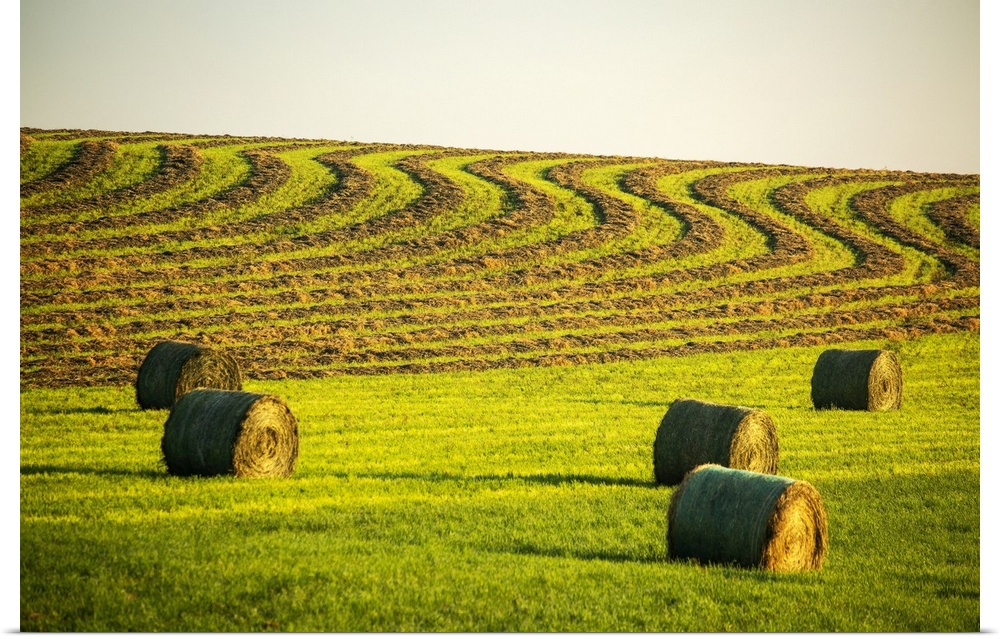 Hay bales in a green field with curvy harvest lines on a rolling hillside in the background, West of Calgary; Alberta, Canada