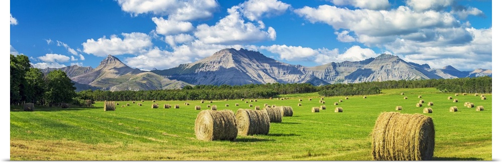 Panorama of hay bales in a green field with mountains, blue sky and clouds in the background, North of Waterton; Alberta, ...