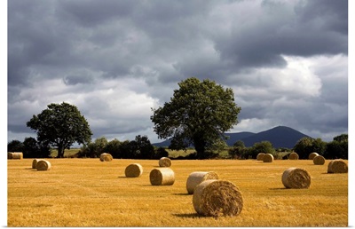 Hay Bales In Field, Clogheen, County Tipperary, Ireland