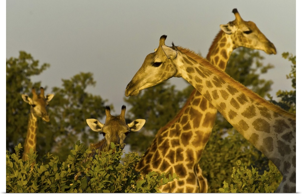 Head and necks of four giraffes above trees.