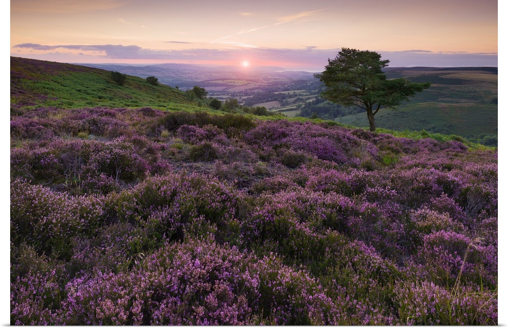 Heather at Wills Neck in the Quantock Hills Area of Outstanding Natural Beauty.
