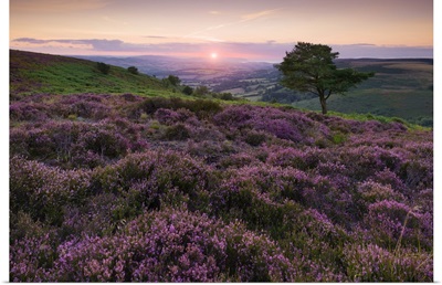 Heather At Wills Neck In The Quantock Hills Area Of Outstanding Natural Beauty