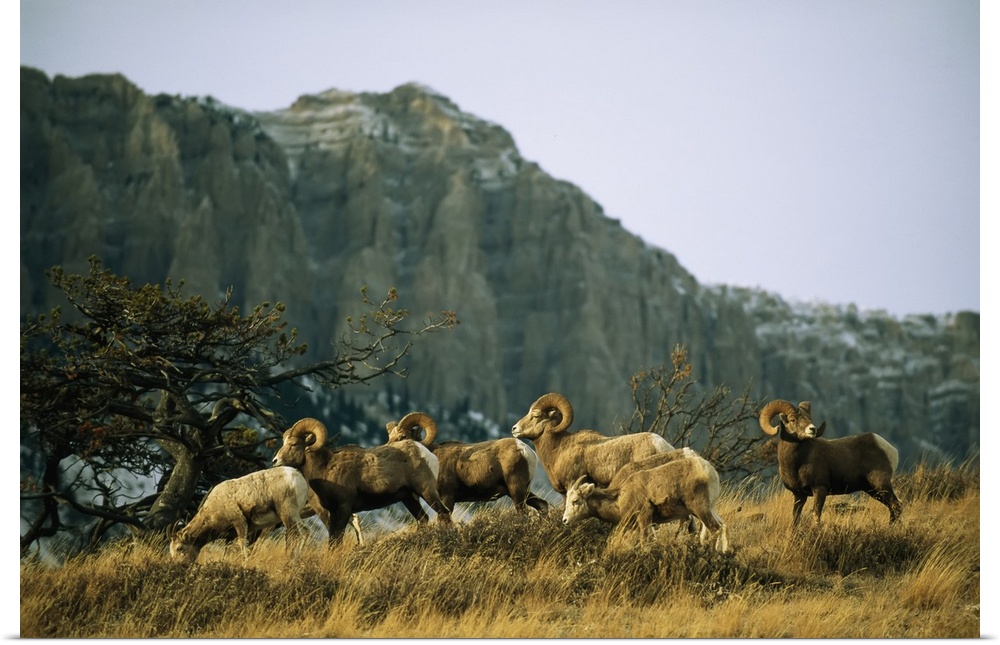 Herd of bighorn sheep (ovis canadensis) grazing in a mountain valley. Augusta, Montana, united states of America.