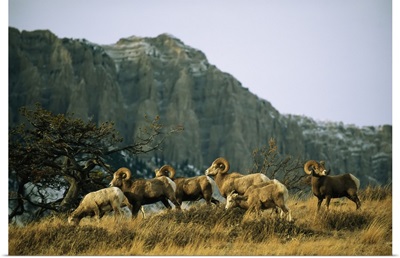 Herd Of Bighorn Sheep Grazing In A Mountain Valley, Augusta, Montana