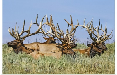 Herd Of Bull Elk Lying In The Grass, Steamboat Springs, Colorado
