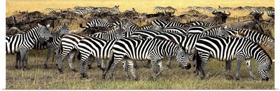Herd Of Burchell's Zebra And Wildebeest, Masai Mara, Kenya