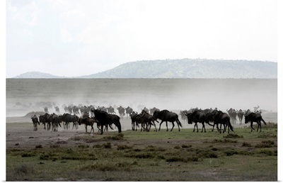 Herd of Wildebeest, Ngorongoro Crater Conservation Area, Tanzania