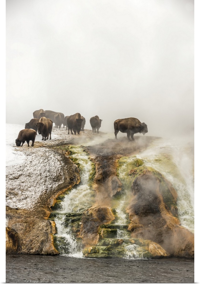 Herd of American bison (Bison bison) on top of a cliff surrounded by steam from the Excelsior Geyser at the Midway Geyser ...