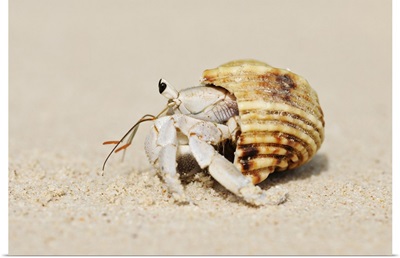 Hermit Crab (Anomura) On Sand Of Beach, La Digue, Seychelles