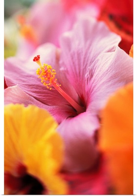 Hibiscus Flower Arrangement With Soft Focus, Close-Up Detail