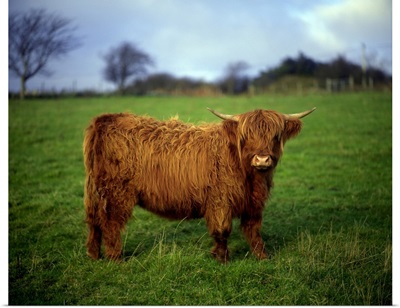 Highland Cow, County Donegal, Ireland