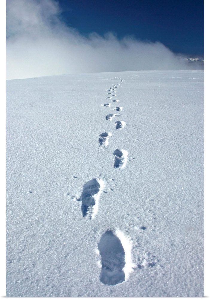 denali national park-alaska-tracks in snow on primrose ridge
