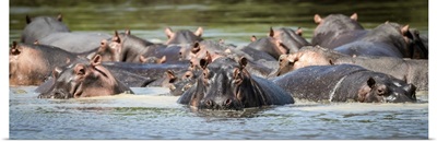 Hippopotamus Pod, Serengeti National Park, Tanzania