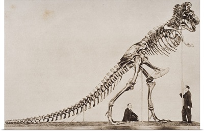 Historical Illustration Of Dinosaur Skeleton