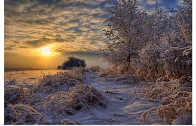 Hoar Frost Covered Trees At Sunrise In The Alberta Prairies, Canada