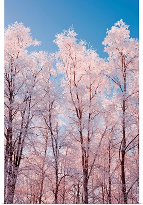 Hoarfrost covered birch trees in Russian Jack Park, Anchorage, Alaska