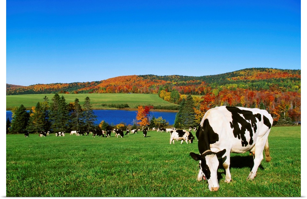 Holstein dairy cows grazing in a pasture with a lake and Fall colors in the background