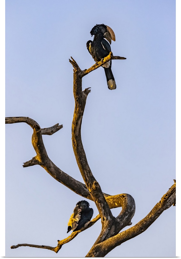 Hornbills (Bucerotidae) perched on a dead tree; Oromia Region, Ethiopia