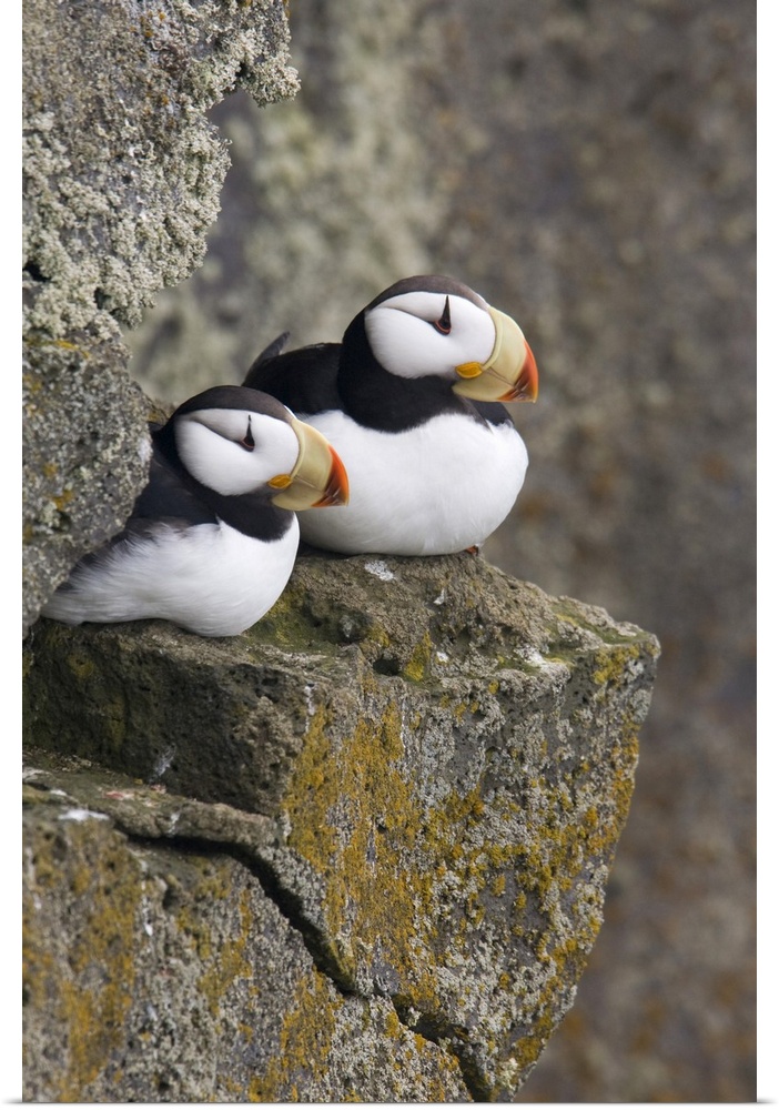 Horned Puffin pair perched on a cliff ledge during Summer, Saint Paul Island, Pribilof Islands, Bering Sea, Southwest Alaska