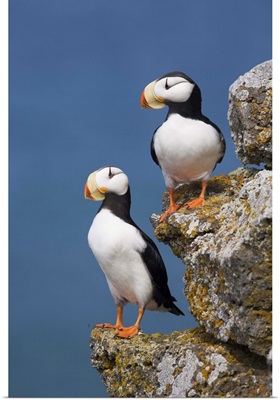 Horned Puffin pair perched on rock ledge with the blue Bering Sea in background
