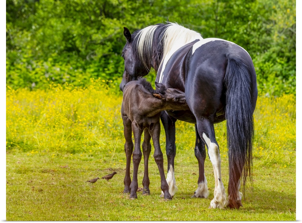 Horse and foal standing together in a pasture; Saskatchewan, Canada