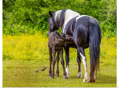 Horse And Foal Standing Together In A Pasture, Saskatchewan, Canada