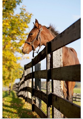 Horse By Farm Fence In Autumn, Caledon, Ontario, Canada
