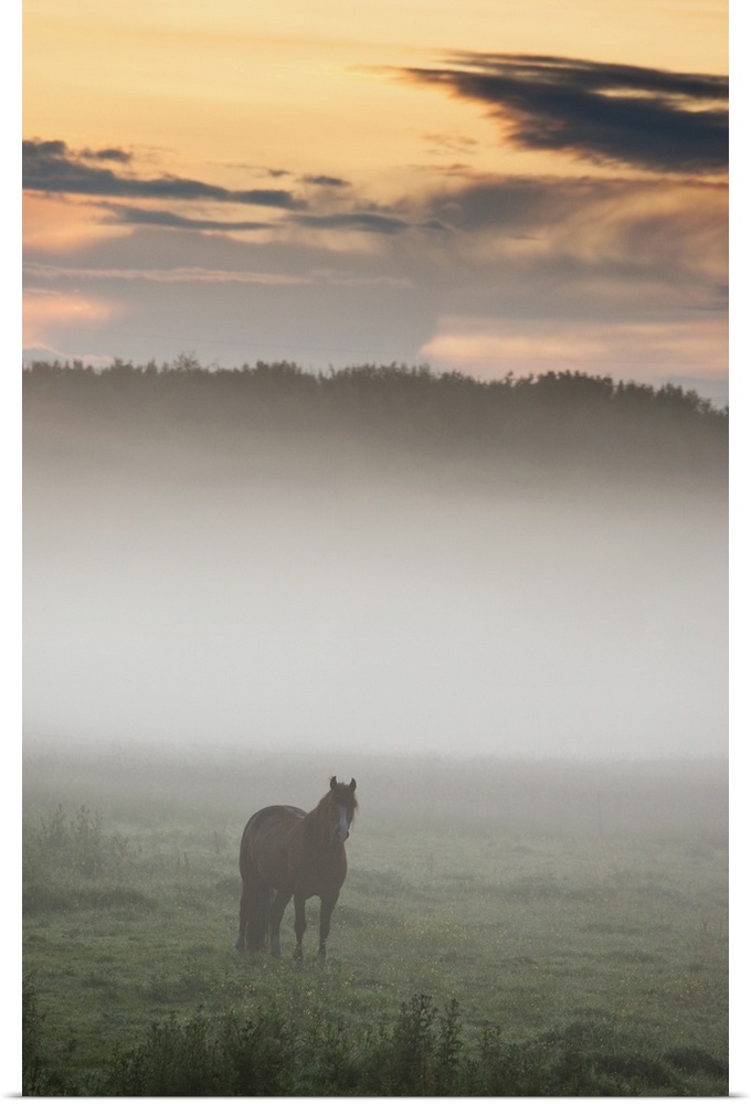 Horse Standing In The Mist, Northumberland, England