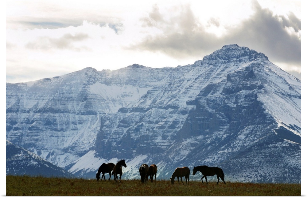 Horses And Mountains, Southern Alberta, Canada
